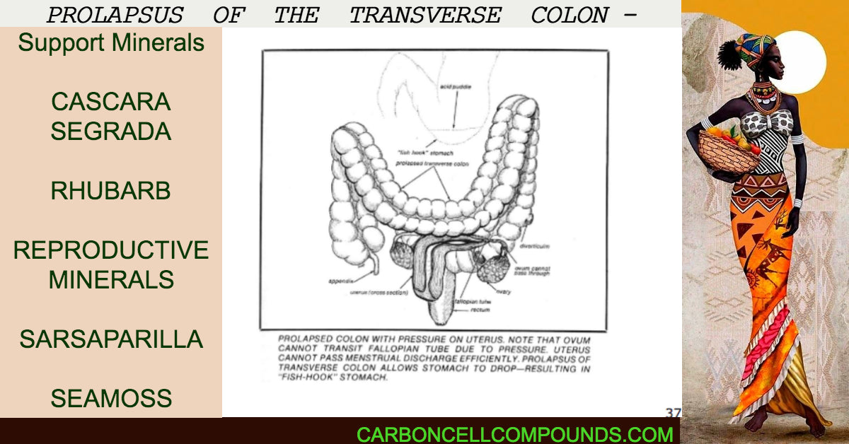 PROLAPSUS OF THE TRANSVERSE COLON – Carbon Cell Compounds