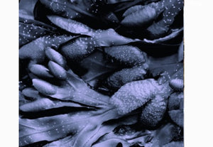 BLADDERWRACK FUCUS MINERAL (Country Origin. France / Jamaica)