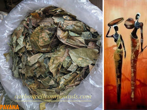 PAVANA (Origin. South Americas Mountains) | -Next Wild-Picking 20 Mar 23 -| - FREE SHIPPING applies to orders up to 99 Dollars or 50 Pounds