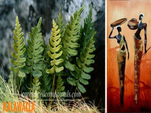 KALAWALLA (Origin. Caribbean Mountains) - | - Next Wild-Pick-March 2024 - | - FREE SHIPPING applies to orders up to 99 Dollars or 50 Pounds.