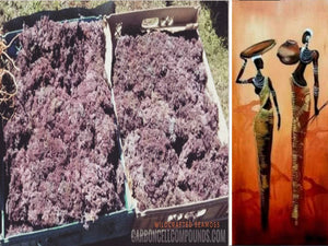 PURPLE SEAMOSS (Country of Origin.  Jamaica) Free Shipping