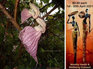 x2 DUCK FLOWERS (Aristolochia Grandiflora) - | - @ Only 11.99 US Dollars each - (9.99 Uk Pounds)- | - On our Wellbeing Outreach Program - |