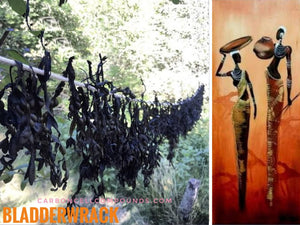 BLADDERWRACK FUCUS MINERAL (Country Origin. France / Jamaica)