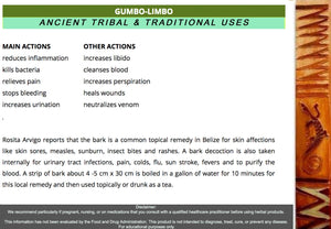 GUMBO-LIMBO | Bursera simaruba |   (Country Origin.  Caribbean Mountains) Free Shipping