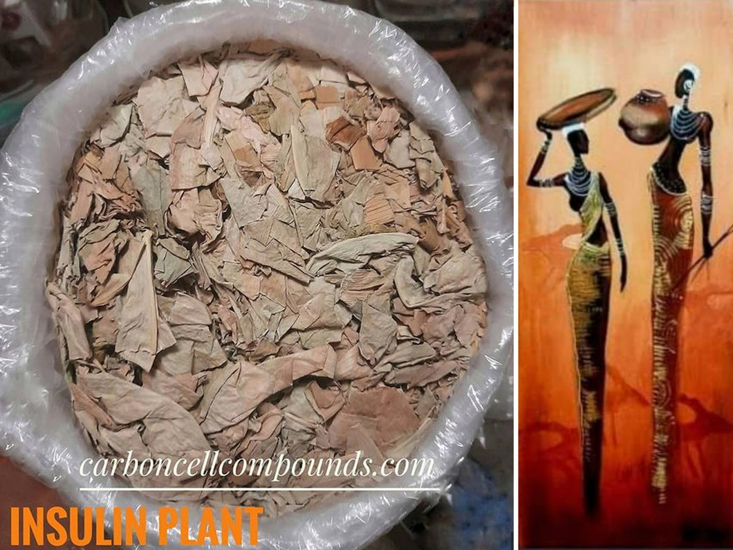 INSULIN PLANT - Origin. Africa & C/S.Americas | - (Wild-Pick  30th Oct) - | - FREE SHiPPING applies to orders up to 99 Dollars or 50 Pounds