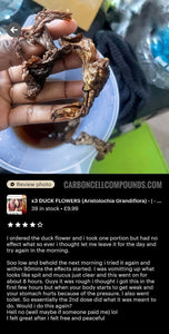 x2 DUCK FLOWERS (Aristolochia Grandiflora) - | - @ Only 9 US Dollars each - (6.69 Uk Pounds)- | - On our Wellbeing Outreach Program - |