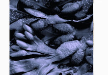 Load image into Gallery viewer, BLADDERWRACK FUCUS (Country Origin. France / Jamaica)